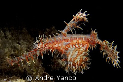 I have met this beauty on a sunset dive off the jetty of ... by Andre Yanco 